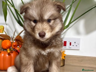 Siberian Husky dogs Last Female Siberian Husky Puppies - Advert 5