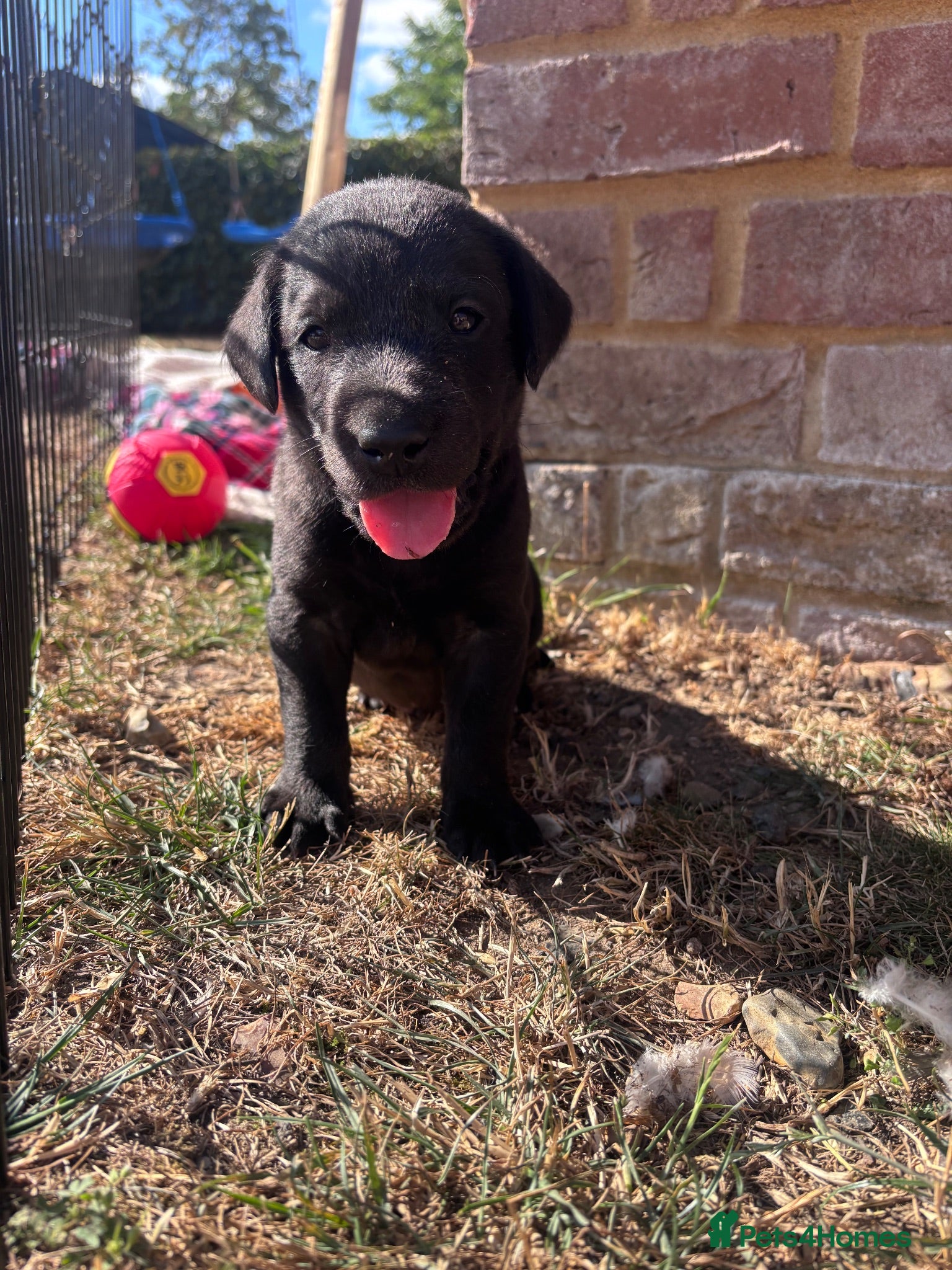 Labrador Retriever dogs Labrador puppies - Advert 1