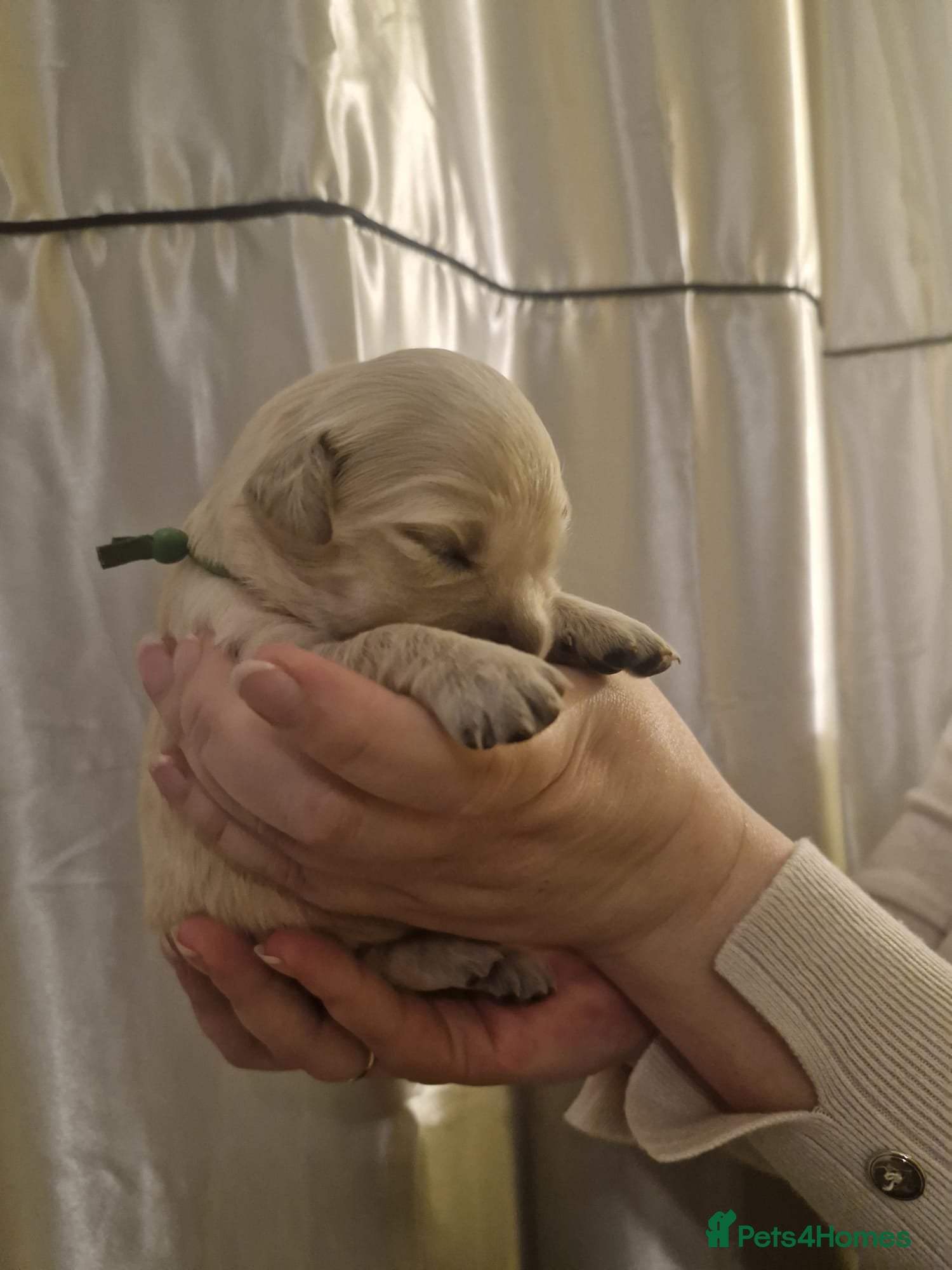 Golden Retriever dogs European bloodline GR puppies  - Advert 17