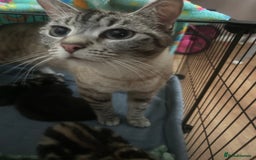 Mixed Breed cats for sale: Siamese cross kittens - Image 7