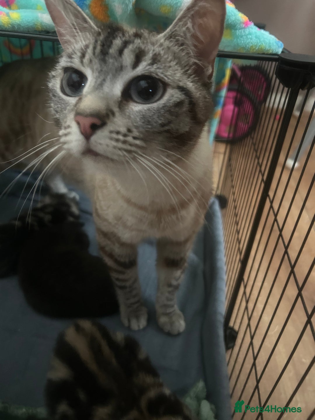 Mixed Breed cats for sale: Siamese cross kittens - Image 7