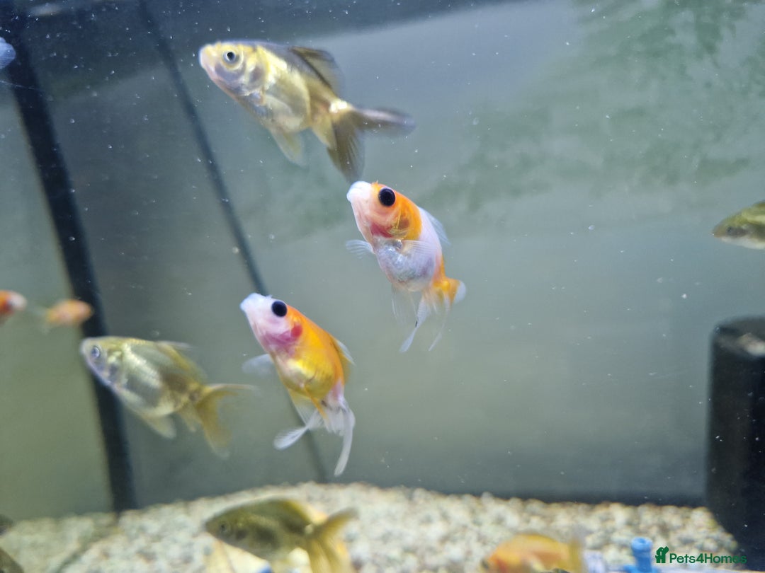 Fancy Goldfish fish for sale: Selection of Baby fancy goldfish - Image 4