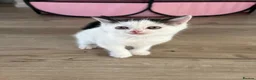 Mixed Breed cats for sale: Kittens  - Advert 2