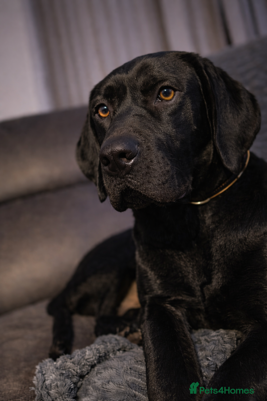 Mixed Breed dogs Bo ‘the gentle giant’  - Advert 16