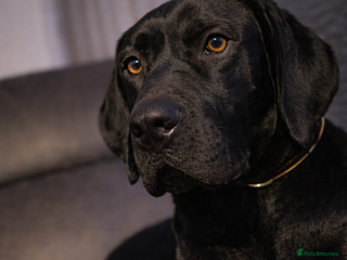 Mixed Breed dogs Bo ‘the gentle giant’ - Advert 2