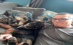 Mixed Breed dogs for sale: Timothy & Jeremy - Image 6