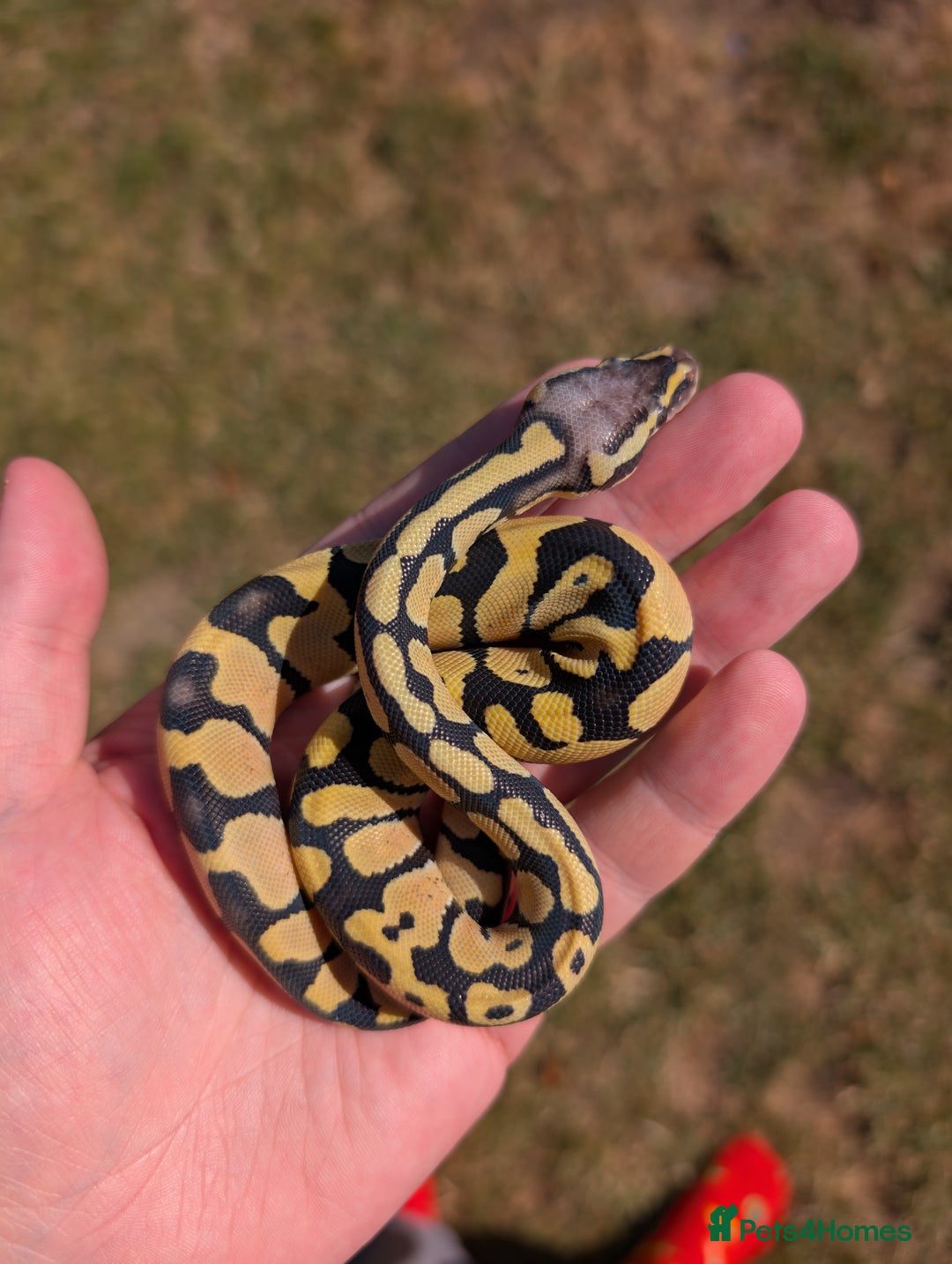 Python Snake reptiles for sale: Pastel Desert Ghost in Sheffield - Image 2