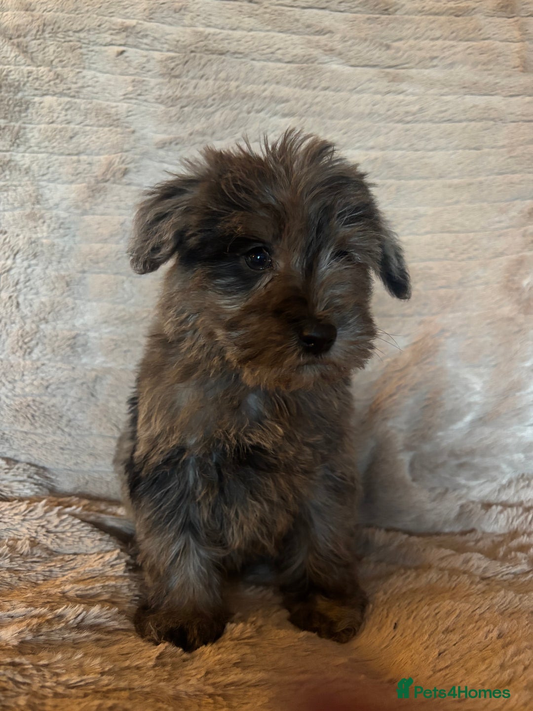 Schnoodle dogs for sale: Truly gorgeous F1 Schnoodle Puppies  - Advert 23