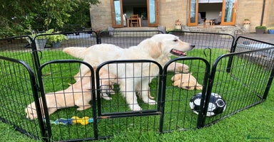 Golden Retriever dogs - Advert 2