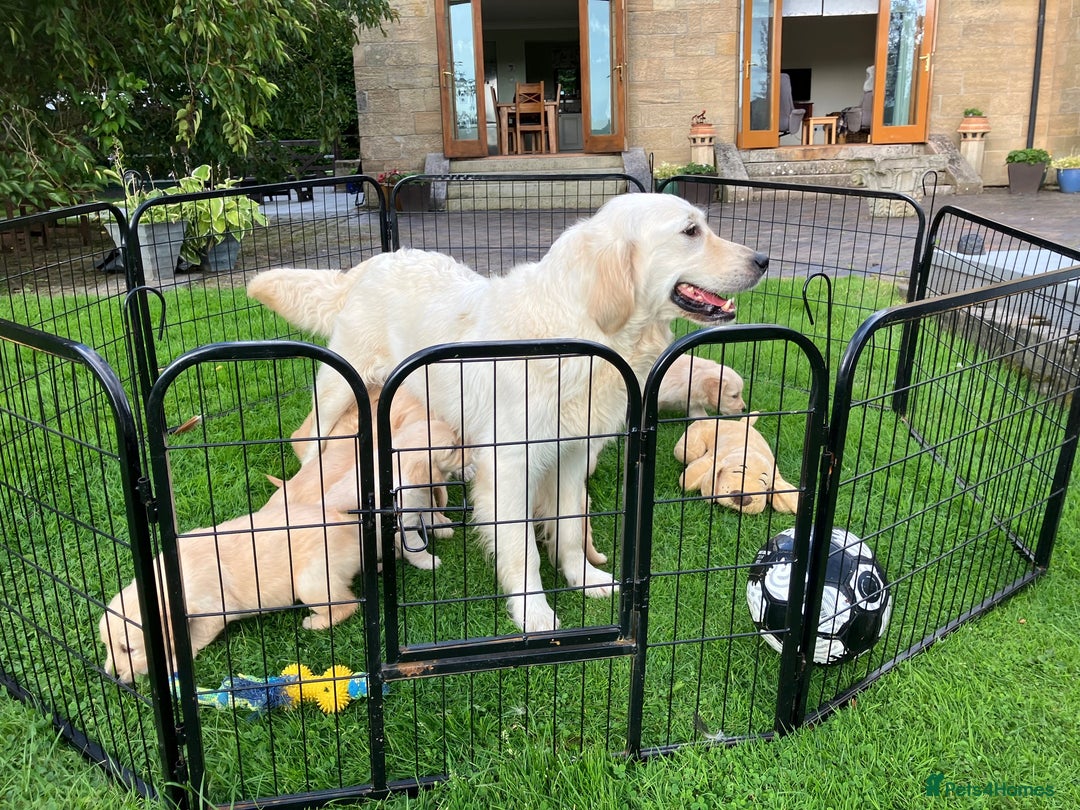 Golden Retriever dogs for sale: KC Reg'd Golden Retriever Puppy ICT DNA clear  - Image 2