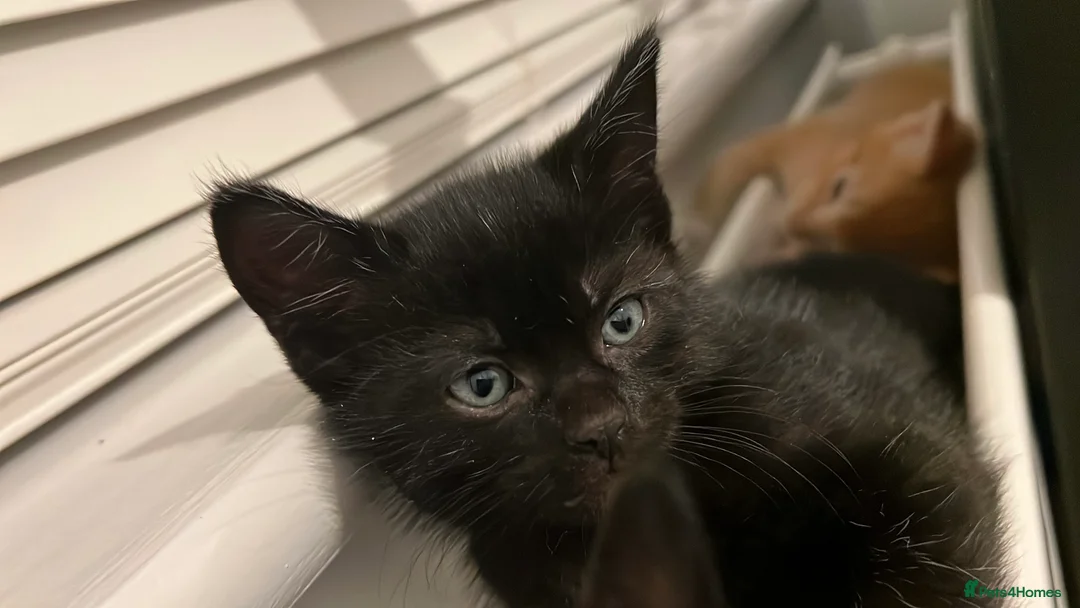 Domestic Shorthair cats for sale: Adorable Female Kittens Looking for a Loving home - Advert 6