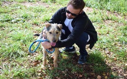 Fox Terrier dogs for adoption: Norte - Image 5