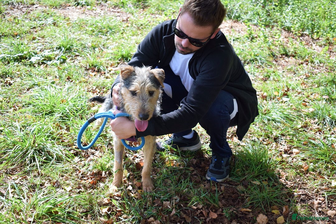 Fox Terrier dogs for adoption: Norte - Image 5