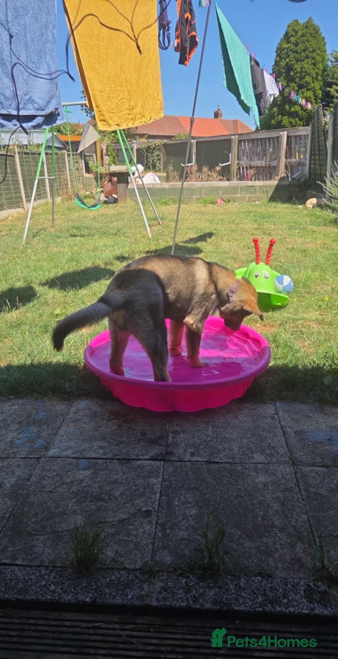 Mixed Breed dogs for sale: Rottsky for sale - Advert 4