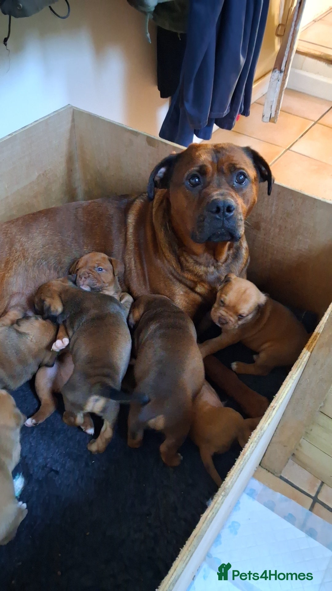 Mixed Breed dogs for sale: Beautiful chunky pups  - Advert 2