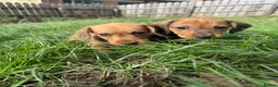Dachshund dogs for sale: KC registered Wirehaired/teckel  - Advert 8