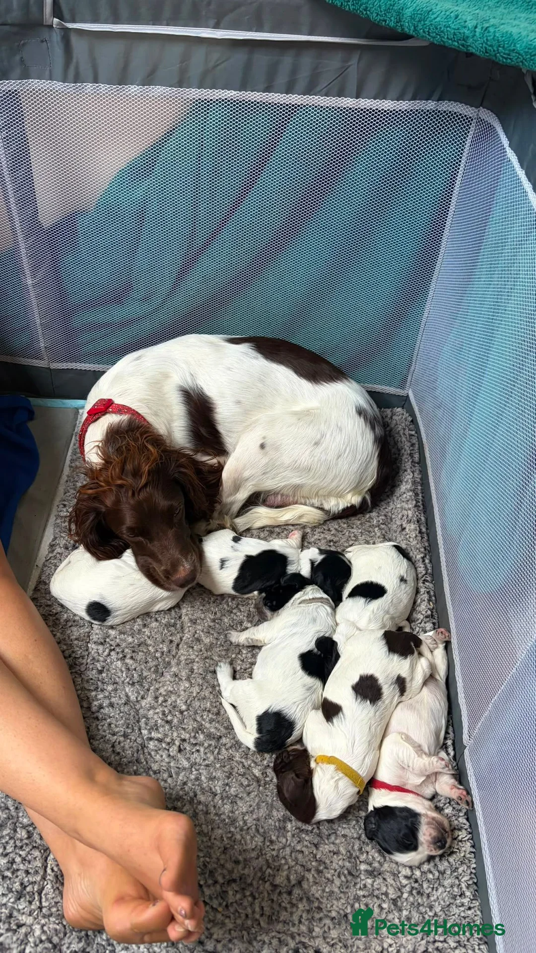Cocker Spaniel dogs for sale: cocker spaniels pups great family pets!   in Gatwick - Advert 19