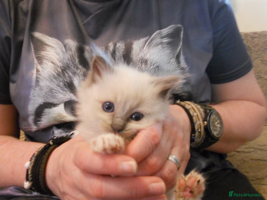 Ragdoll cats for sale: 😎 RAGDOLL KITTENS PUREBRED 100% STOKE 😍 - Image 12