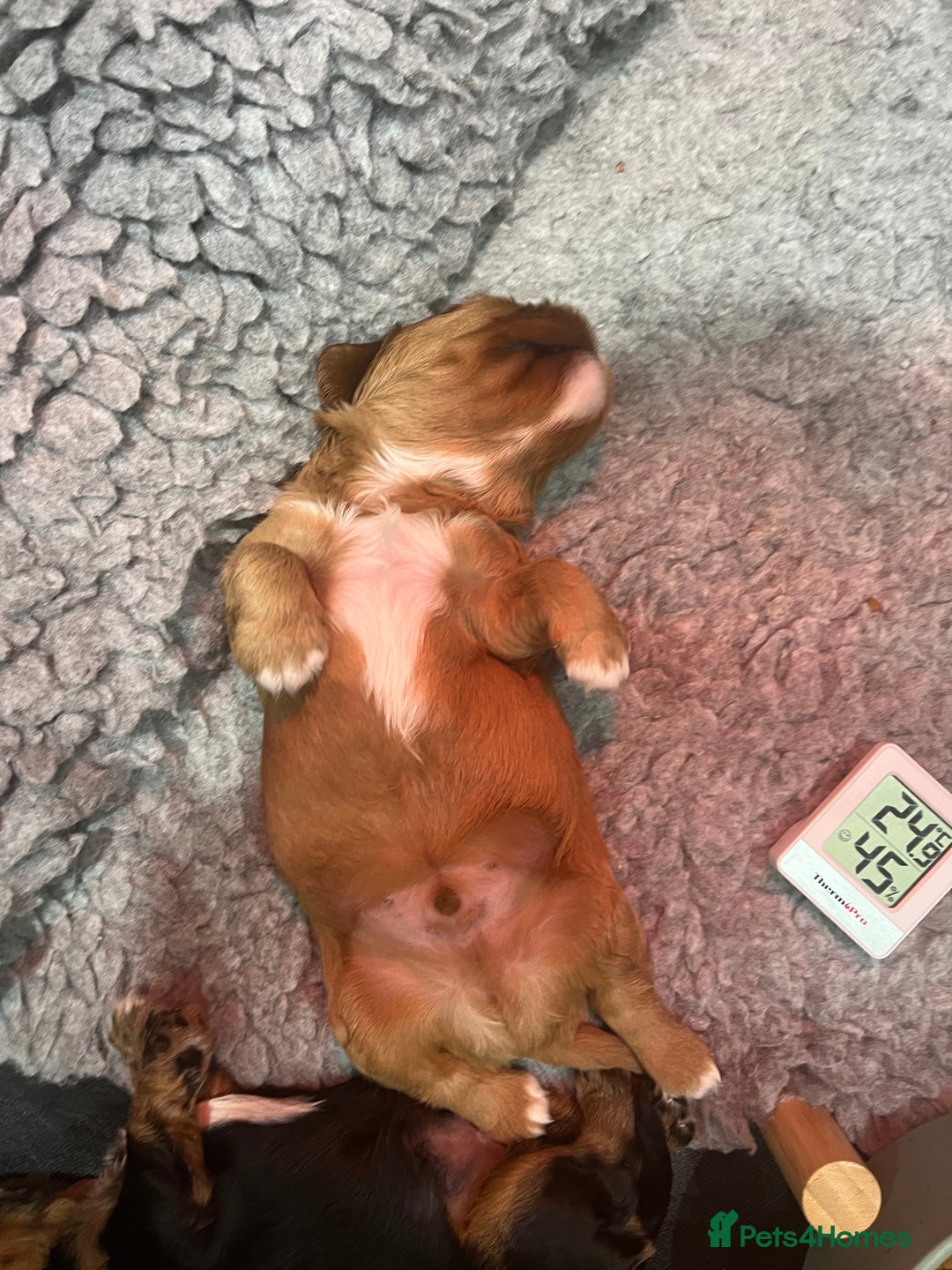 Cavalier King Charles Spaniel dogs for sale: Extensively health tested KC reg cavalier boys - Advert 12