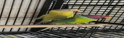 Parakeets birds for sale: Finches canarys doves parakeets parrots  - Advert 22