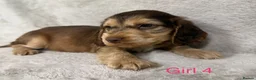 Cocker Spaniel dogs for sale: Show-type cocker spaniels in Maidstone - Advert 4
