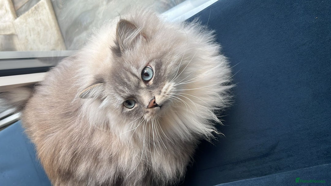 Siberian cats for sale: Affectionate Female Cat - Advert 3