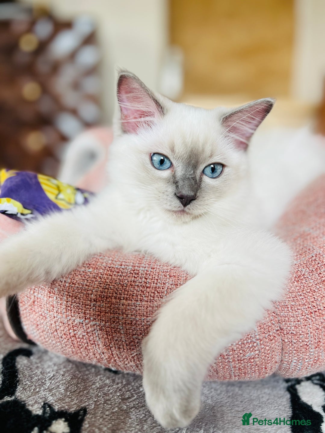 Ragdoll cats for sale: ADORABLE RAGDOLL KITTEN CHAMPIONLINE - Image 5
