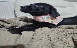 Labrador Retriever dogs for sale: 2boys / 4 girls  READY TODAY FOR FOREVER HOMES - Image 28