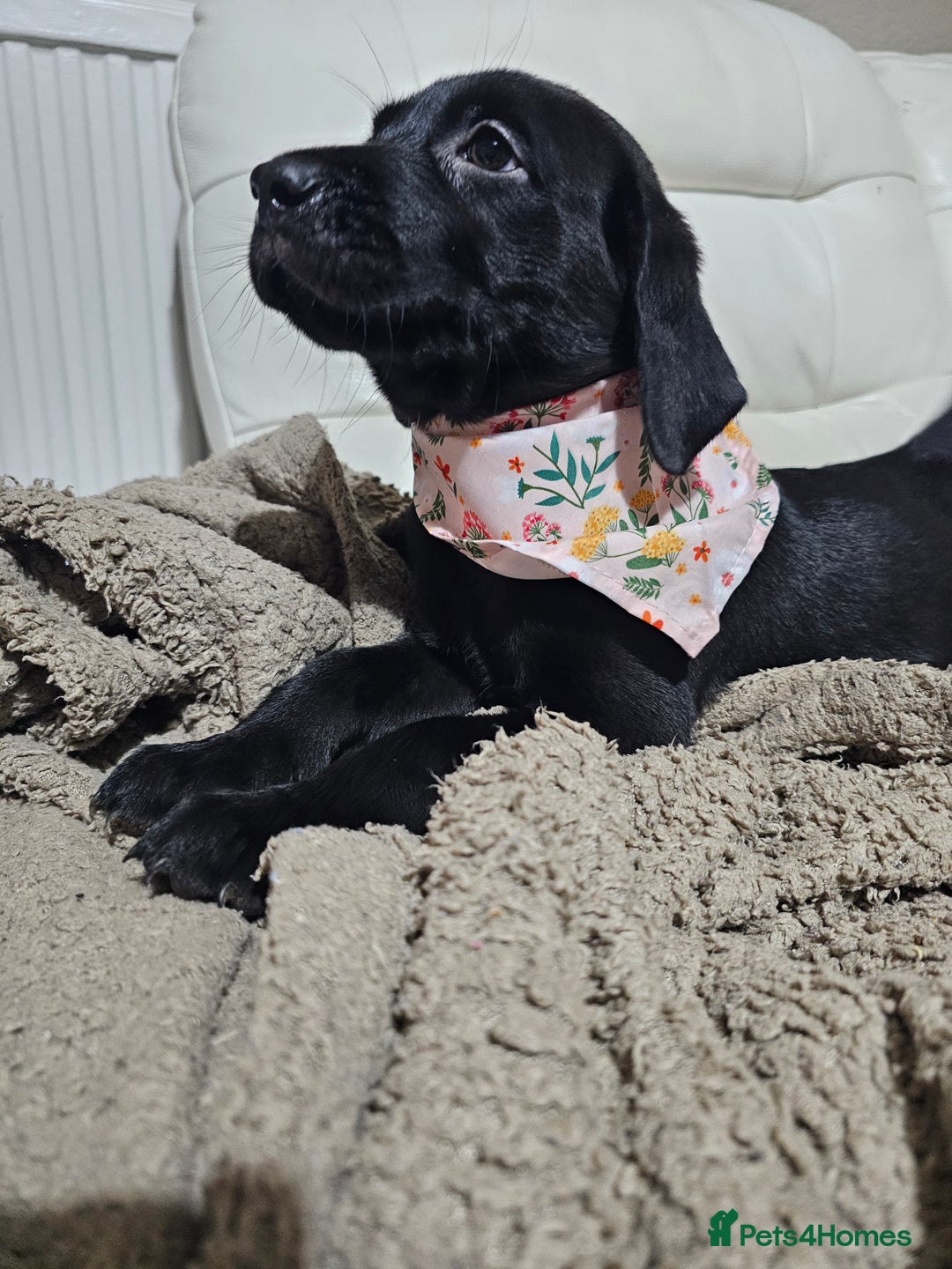Labrador Retriever dogs for sale: 2boys / 4 girls  READY TODAY FOR FOREVER HOMES - Image 28