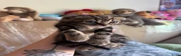 Scottish Fold cats for sale: Beautiful scotish fold  - Advert 9