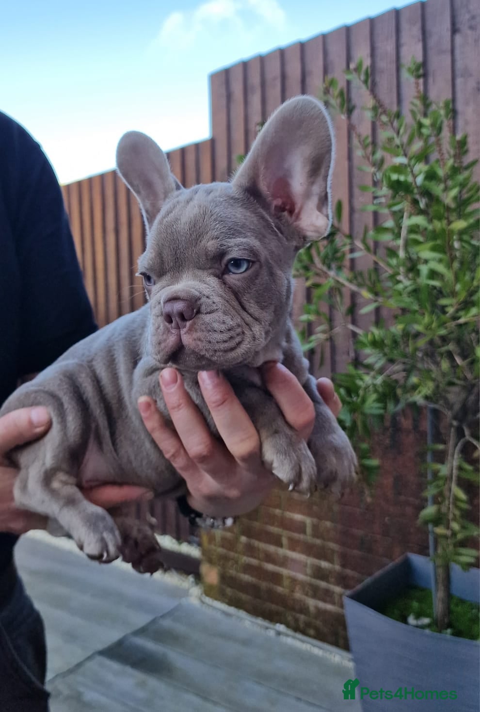 French Bulldog dogs Puppies  - Advert 12