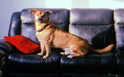 Mixed Breed dogs for sale: Dandy - Image 4
