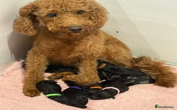 Labradoodle dogs for sale: Stunning F1bb miniature labradoodle puppies - Image 1