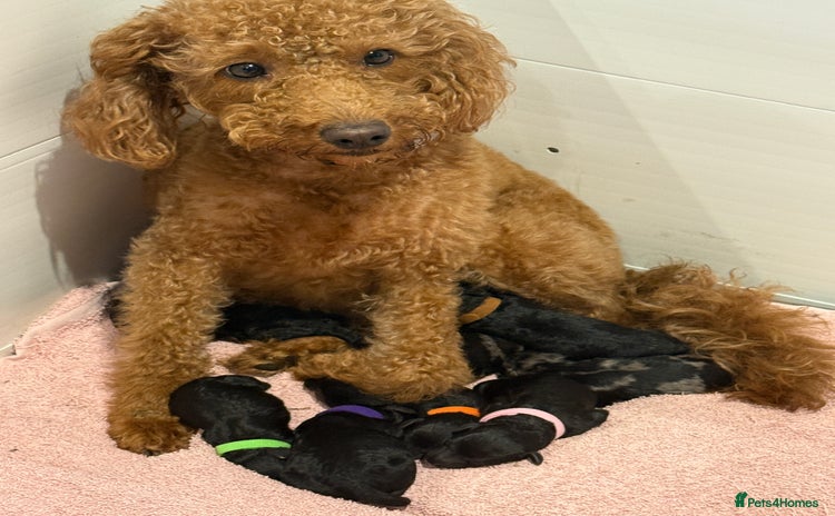 Labradoodle dogs - Advert 9