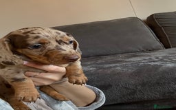 Miniature Dachshund dogs for sale: Miniature Dachshund 🌟4 BOYS🌟 - Image 14
