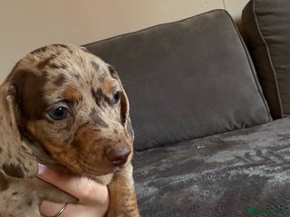 Miniature Dachshund dogs - Advert 25