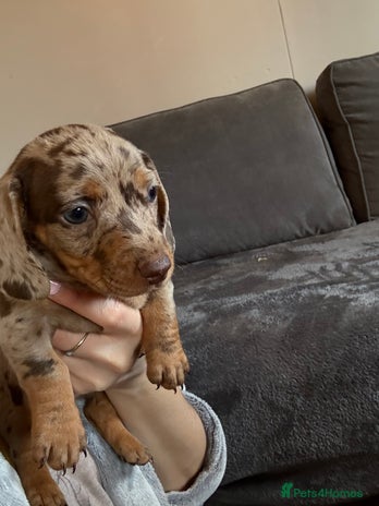 Miniature Dachshund dogs - Advert 15