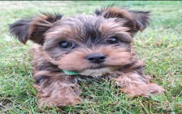 Yorkshire Terrier dogs for sale: 4 Yorkie Dogs looking for a new home.  - Image 5