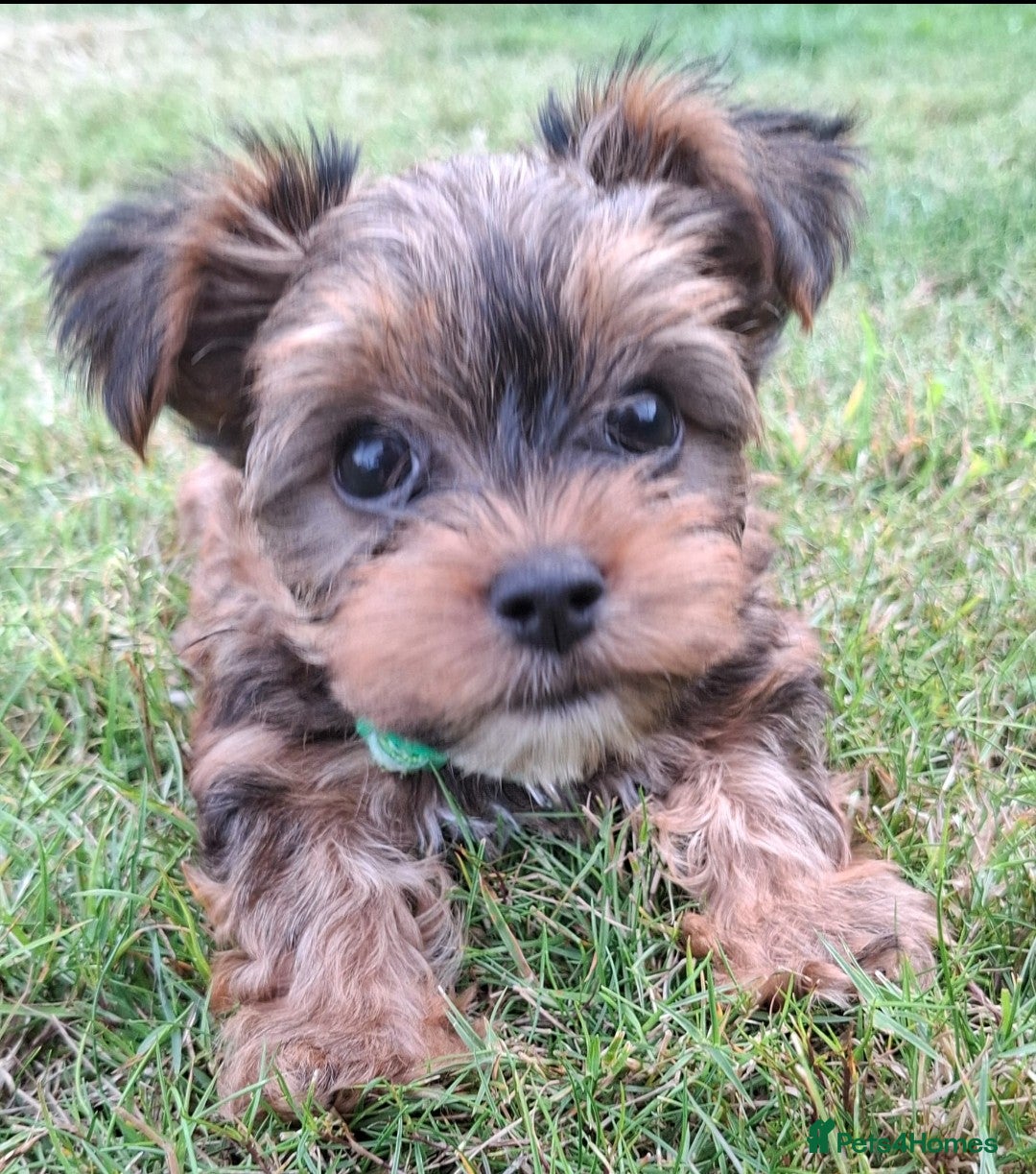 Yorkshire Terrier dogs for sale: 4 Yorkie Dogs looking for a new home.  - Image 5