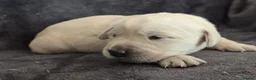 Goldador dogs for sale: 🐾 Beautiful Goldador Puppies Raised with Love 🐶 in Coventry - Advert 13