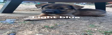 Light blue