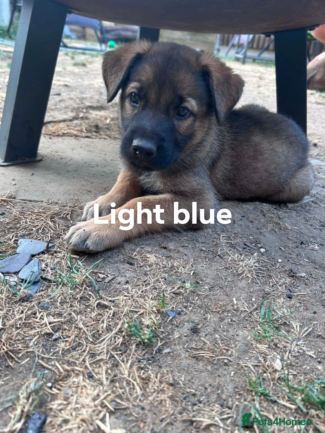 Mixed Breed dogs for sale: Malinois x german shepherd  - Advert 2