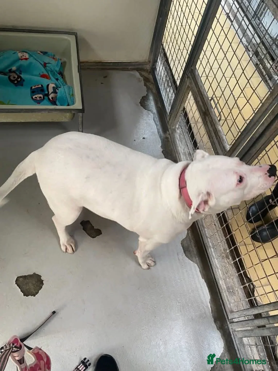 Mixed Breed dogs for adoption: Meet Aria, currently residing in Ormskirk  - Advert 11