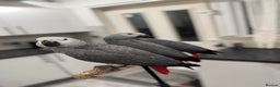 Parrots birds for sale: Super tame baby African greys  - Advert 7