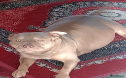 American Bully dogs for sale: Pocket bully  - Image 8