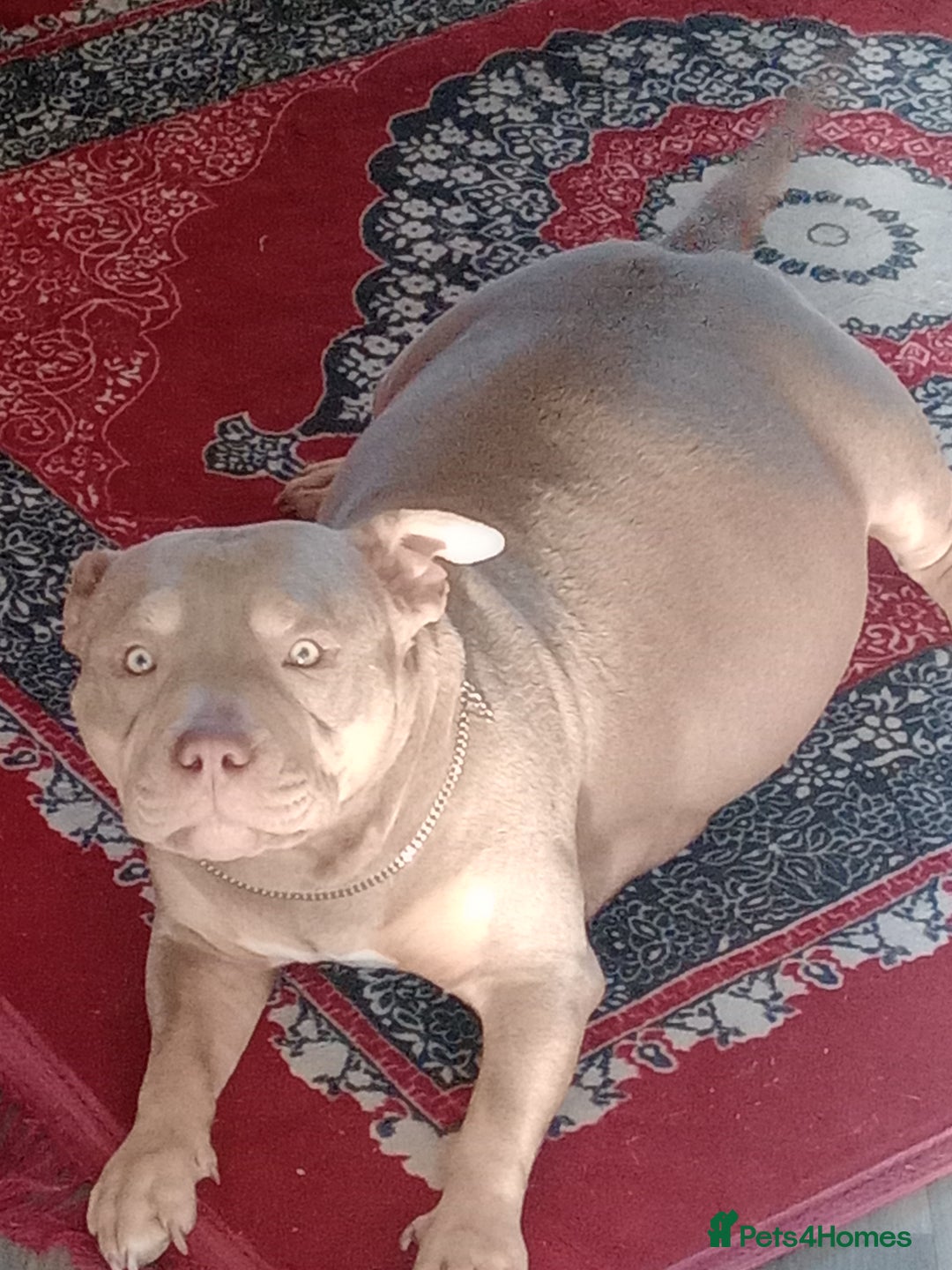 American Bully dogs for sale: Pocket bully  - Image 8