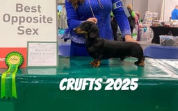 Miniature Dachshund dogs for sale: Beautiful KC Miniature dachshund puppies  - Image 8