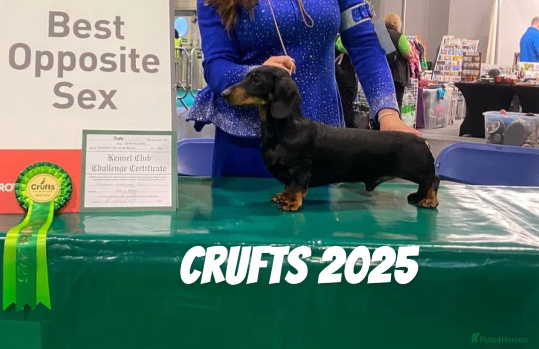 Miniature Dachshund dogs for sale: Beautiful KC Miniature dachshund puppies  - Image 8