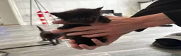 Mixed Breed cats for sale: British short hair crossed  in Birmingham - Advert 11