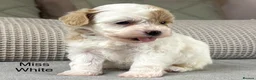 Maltipoo dogs for sale: BEAUTIFUL MALTIPOOS FROM DNA TESTED CLEAR PARENTS  - Advert 33